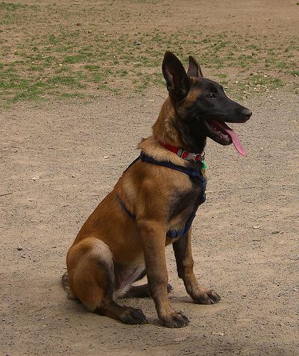 Belgian Malinois additional photo