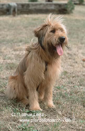 Briard additional photo