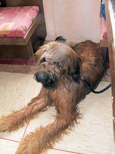 Briard additional photo