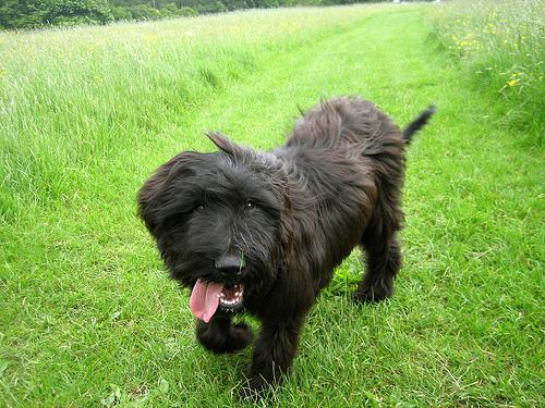 Briard additional photo