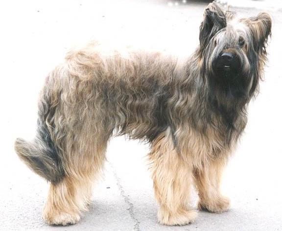 Briard additional photo