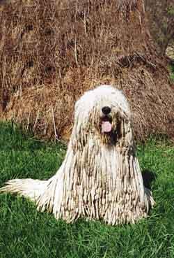 Puli additional photo