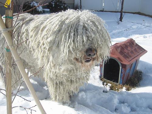 Komondor additional photo