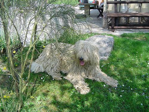 Komondor additional photo