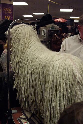 Komondor additional photo