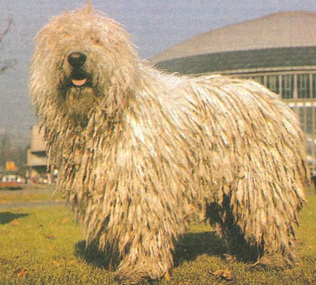Puli additional photo