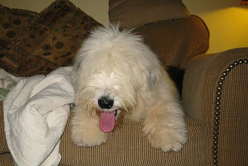 Old English Sheepdog additional photo