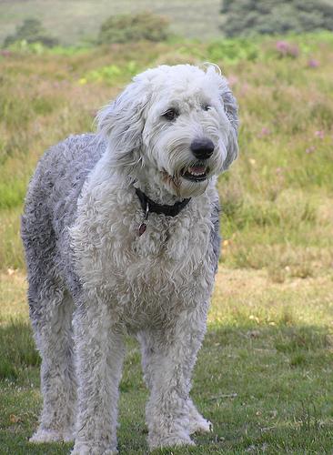Old English Sheepdog additional photo