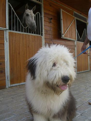 Bearded Collie additional photo