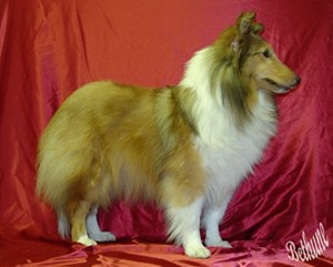 Shetland Sheepdog additional photo