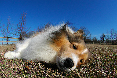 Shetland Sheepdog additional photo