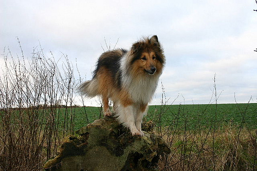 Shetland Sheepdog additional photo