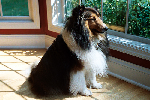 Shetland Sheepdog additional photo