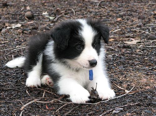 English Shepherd additional photo
