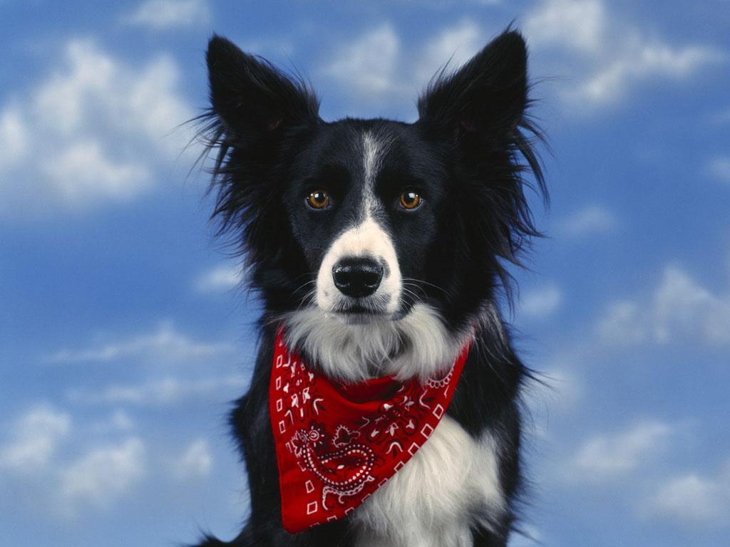 English Shepherd additional photo