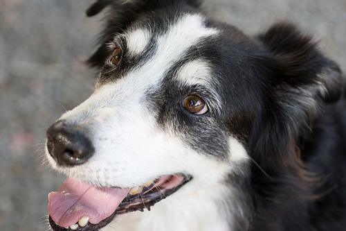 Border Collie additional photo