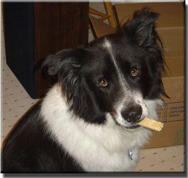 Border Collie additional photo