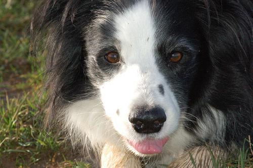 Border Collie additional photo