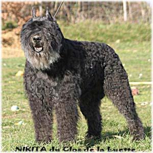 Bouvier des Flandres additional photo
