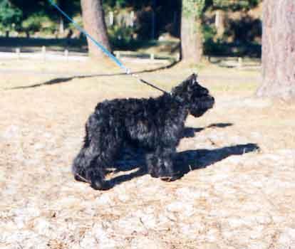 Bouvier des Flandres additional photo