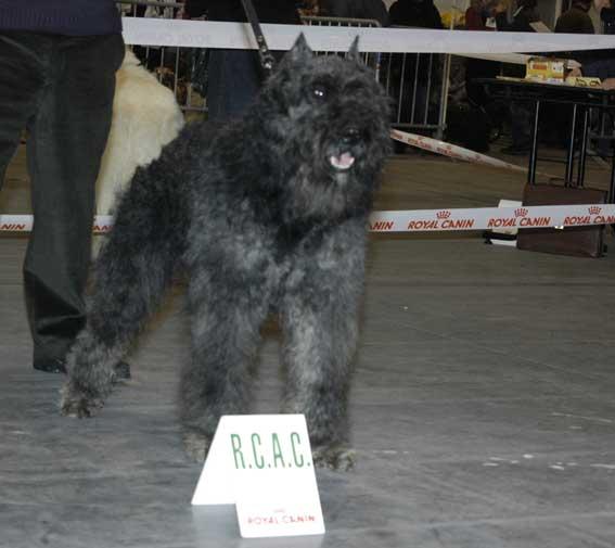 Bouvier des Flandres additional photo