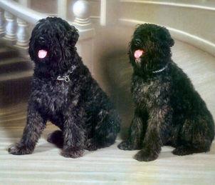 Bouvier des Flandres additional photo