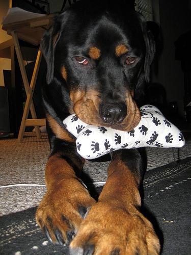 Rottweiler additional photo