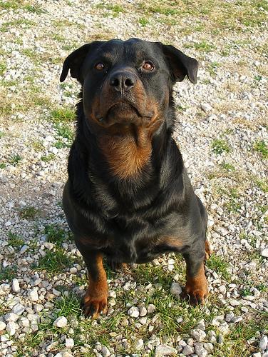 Rottweiler additional photo