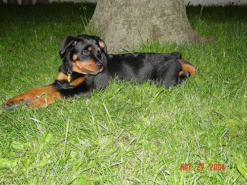 Rottweiler additional photo