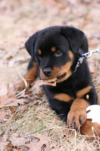 Rottweiler additional photo