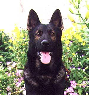 Shiloh Shepherd additional photo