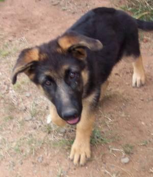 Dutch Shepherd additional photo