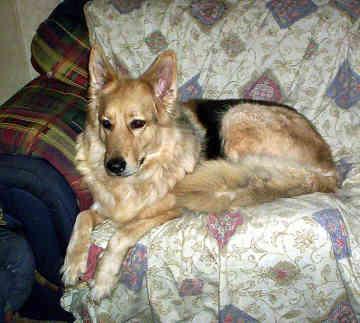 Shiloh Shepherd additional photo