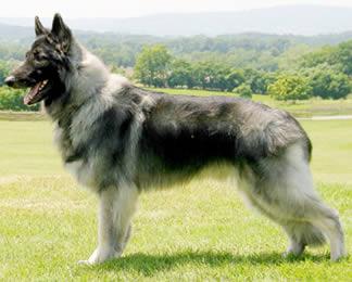 Shiloh Shepherd additional photo