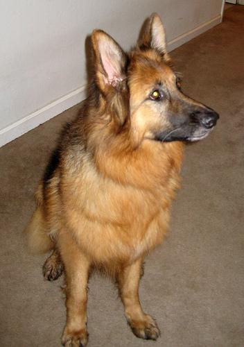 Dutch Shepherd additional photo