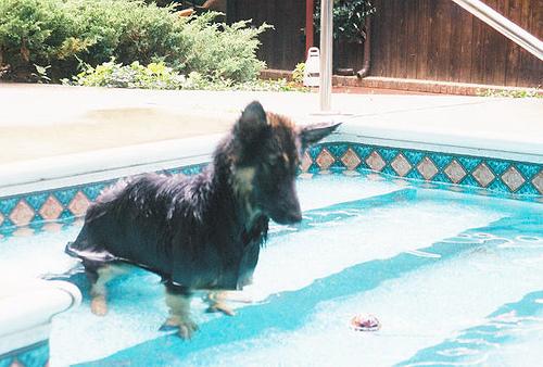 Dutch Shepherd additional photo