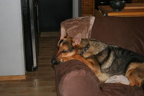 Dutch Shepherd additional photo