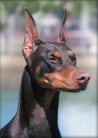 Miniature Pinscher additional photo