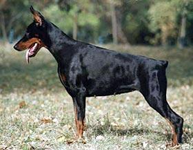 Miniature Pinscher additional photo