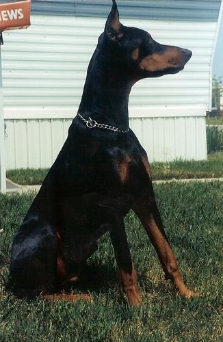 Doberman Pinscher additional photo