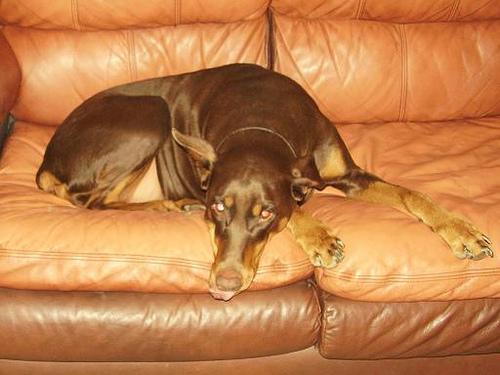 Doberman Pinscher additional photo