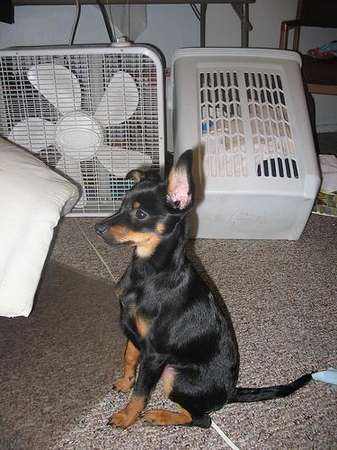 Miniature Pinscher additional photo