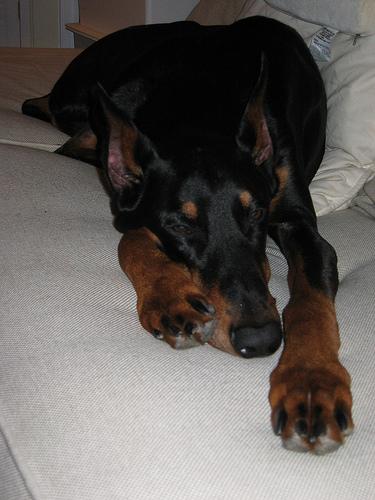 Doberman Pinscher additional photo