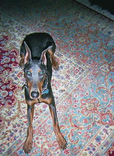 Miniature Pinscher additional photo
