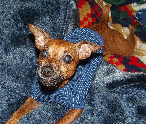 German Pinscher additional photo