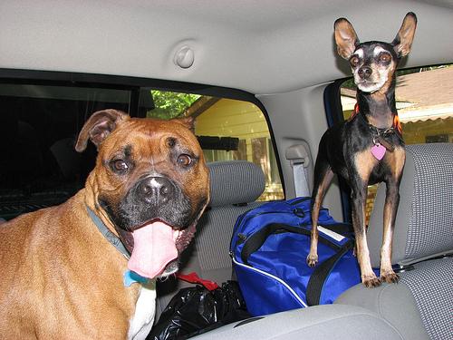 German Pinscher additional photo