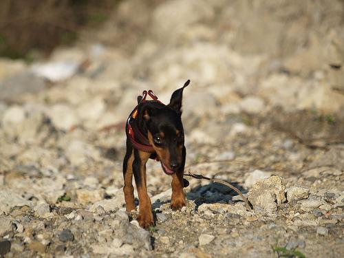 German Pinscher additional photo