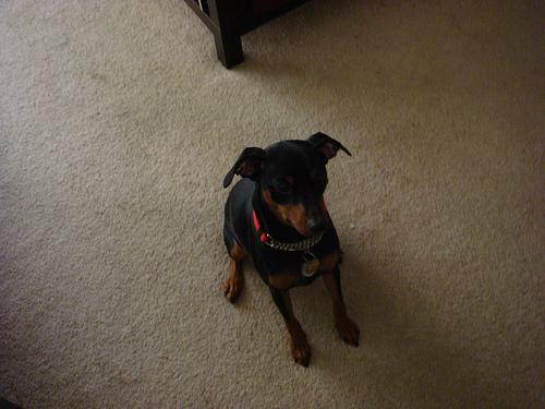 German Pinscher additional photo