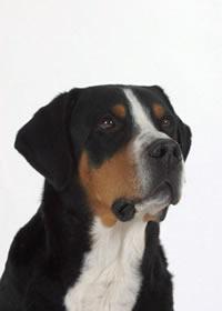 Greater Swiss Mountain Dog additional photo
