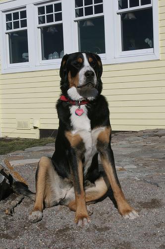Greater Swiss Mountain Dog additional photo